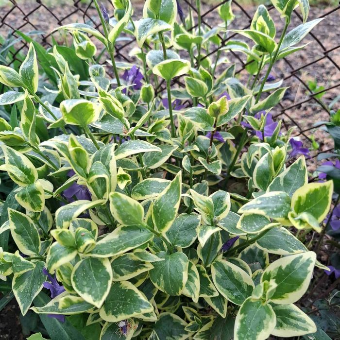 Пъстролистна и Зелена Винка Минор