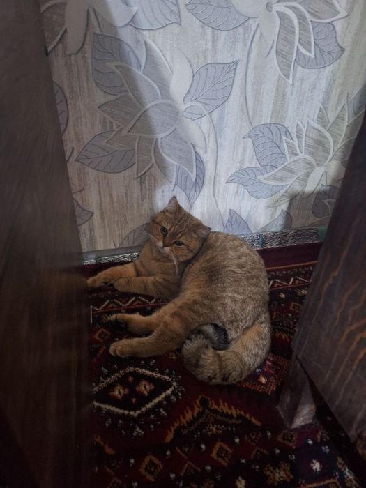 Вяскага  британский скотш фолд nasl olish uchun