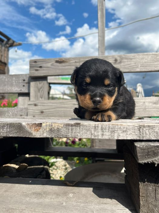 Продам щенка ротвейлер