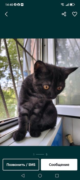 Продам котят веслоухих