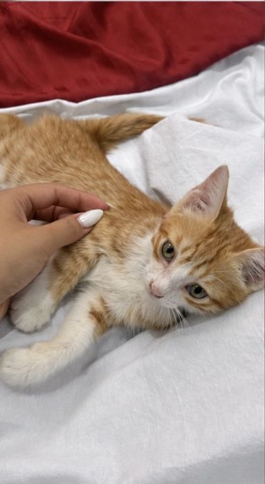 Ищем дом котенку