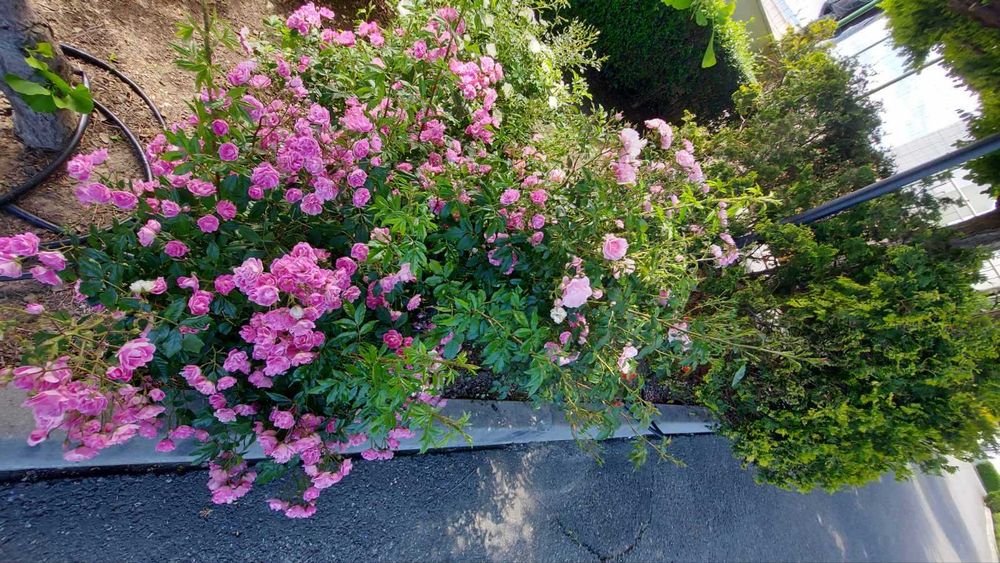 Продава се Едностаен апартамент в Свети Влас - 31 кв.м за 1406 €/кв.м - Снимка #12