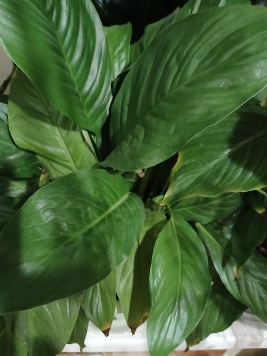 Продам цветы. Спатифиллумы.