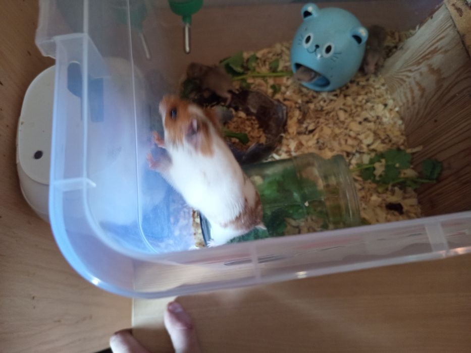 Продаю хомиков серийских