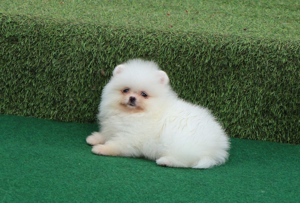 Pomeranian alb mini toy cu pedigree