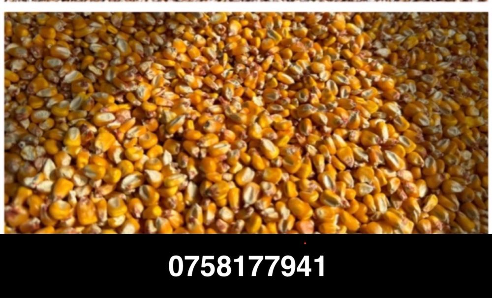 Vand Porumb 2025