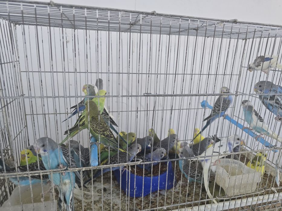 Продается   птицы