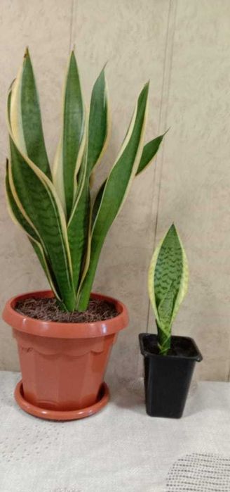 Комнатный цветок Сансевиерия