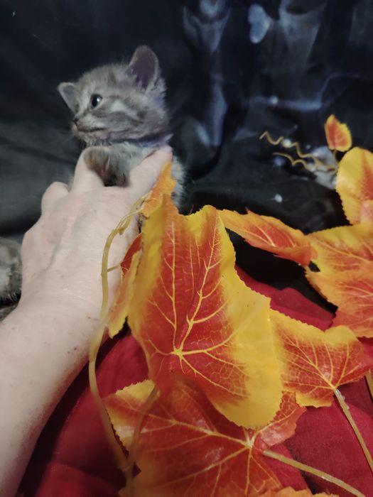 Британские малыши