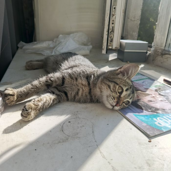 Отдаем котенка в добрые руки