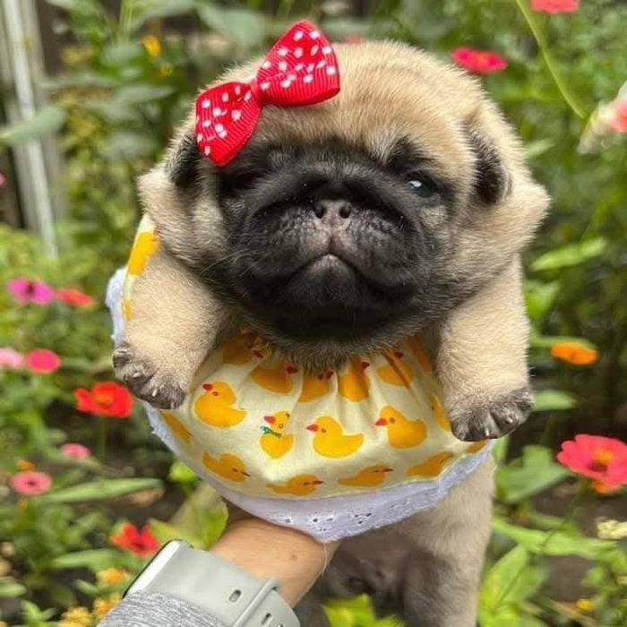 Бебе мопс търси любящо семейство