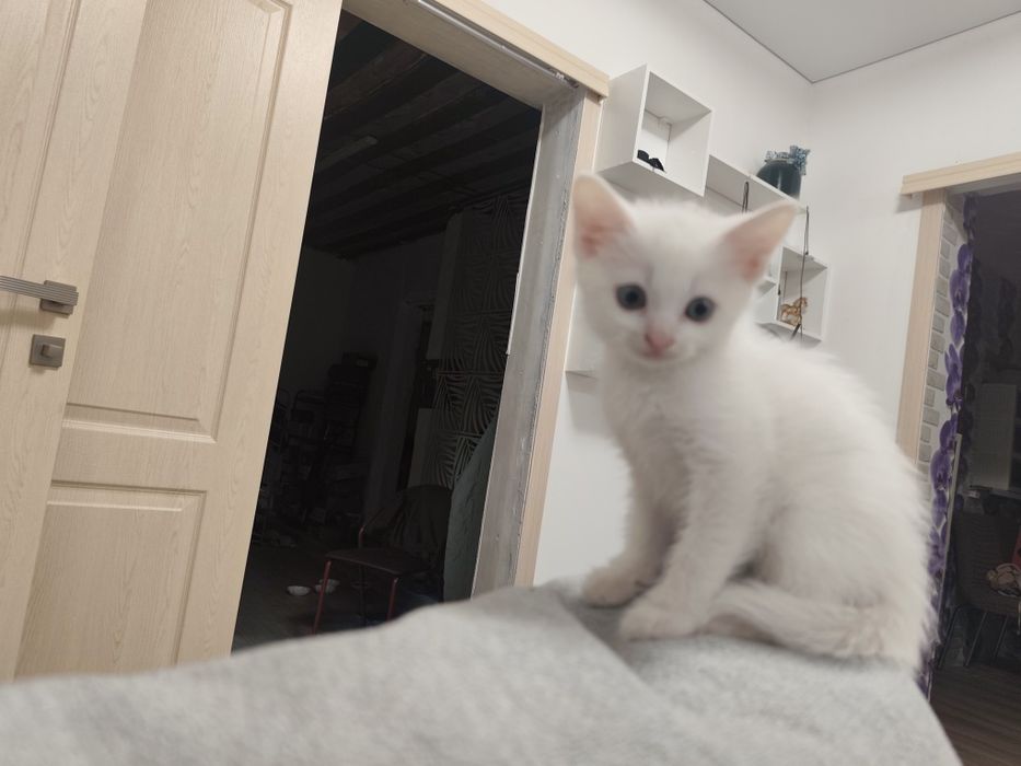 Котенок, 2 месяца