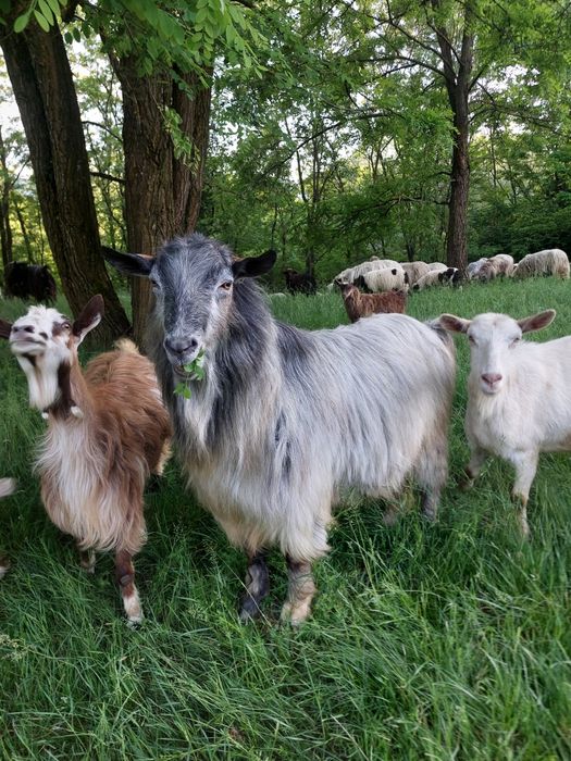 Vând 2 țapi de monta