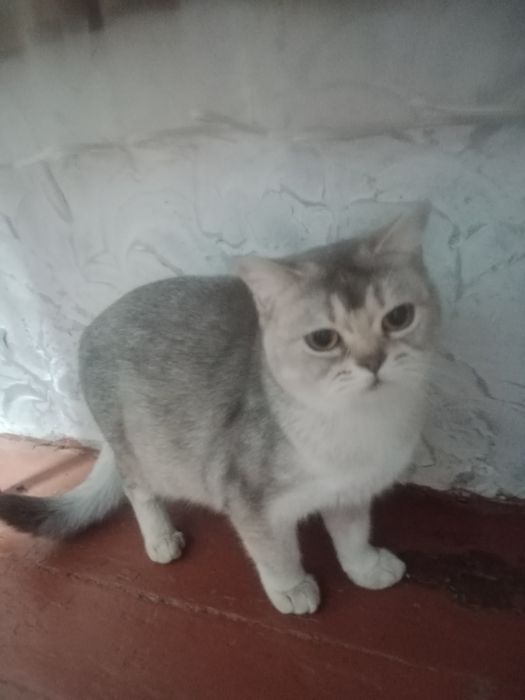 Продам кошка серебристая шиншила