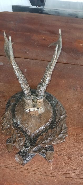 Trofee căprior, cuier