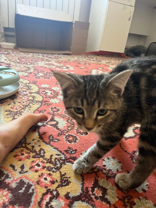 5 месячные котята ищут дом!!