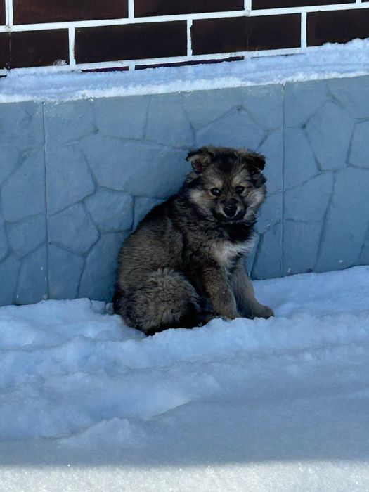 Отдам щенка овчарки в добрые руки