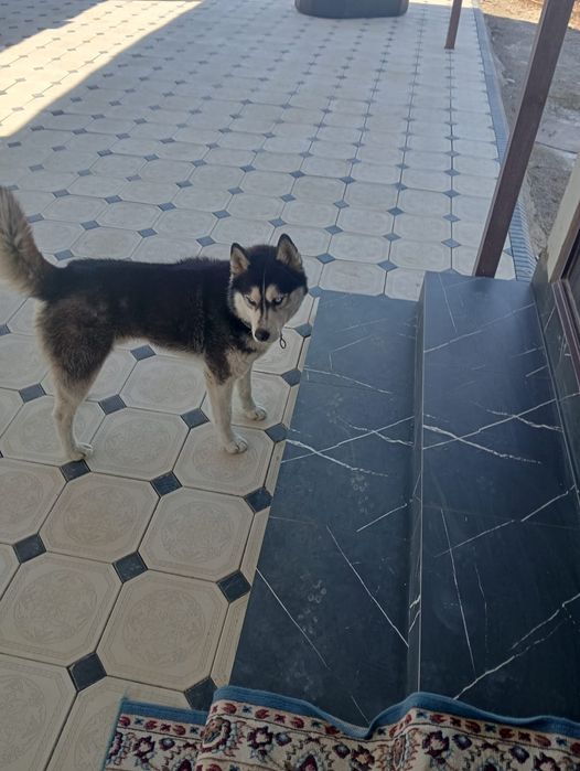 Хаски күшігі пародистый