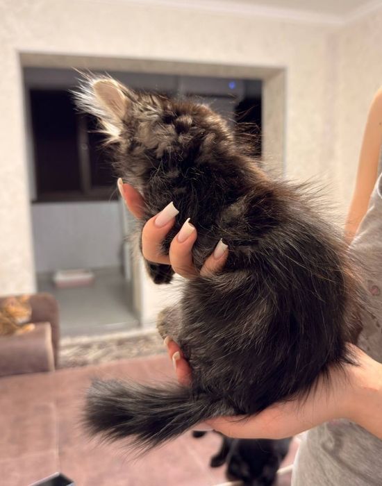 Продаётся котёнок