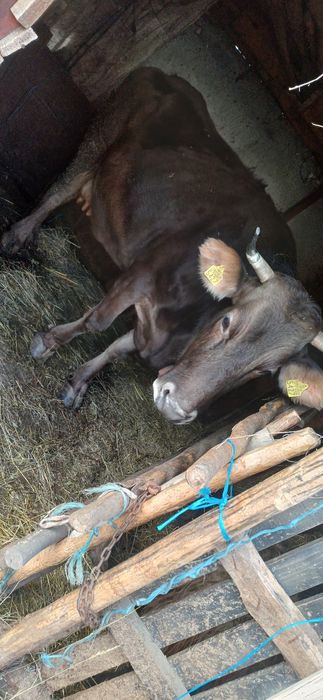 Vaca de  Vanzare