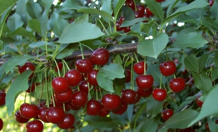 Pomi Fructiferi Străvechi Glia Strămoșească (Soiuri De Visin )