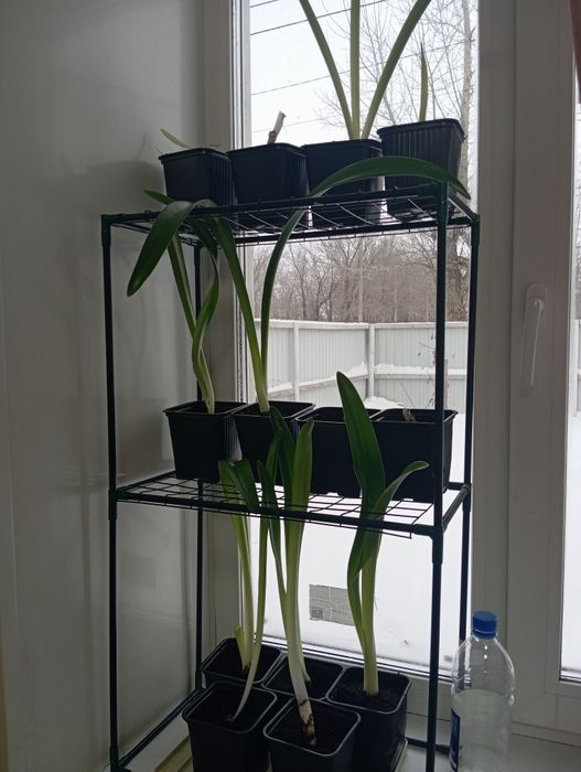 Продам амариллис