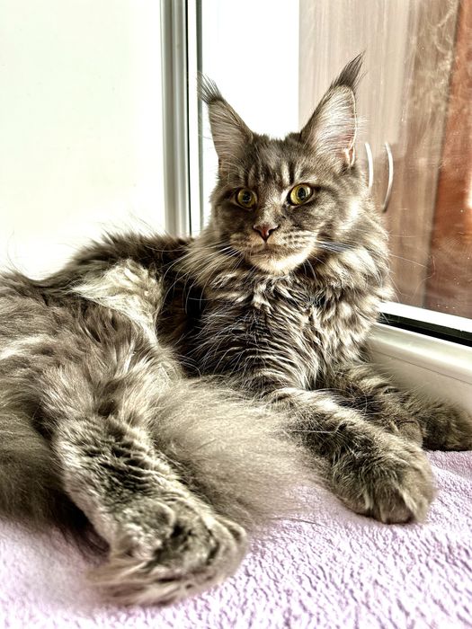 Котята Мейнкуны полидакты!