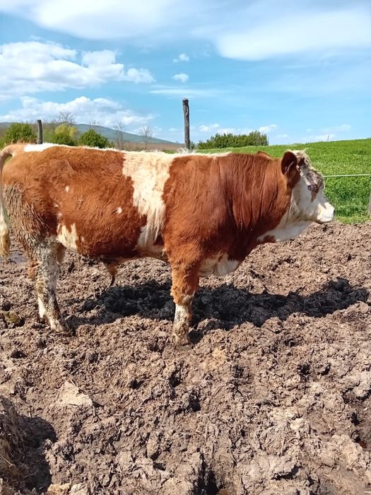 Tauras baltat 400 kg