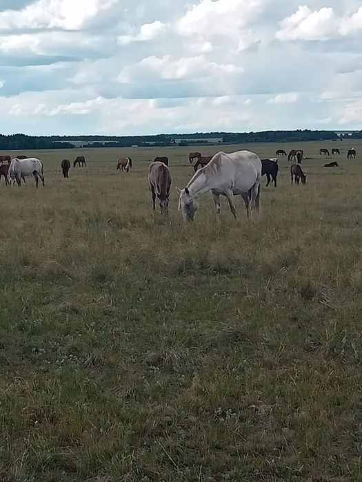 Продам кабылу с жеребенком