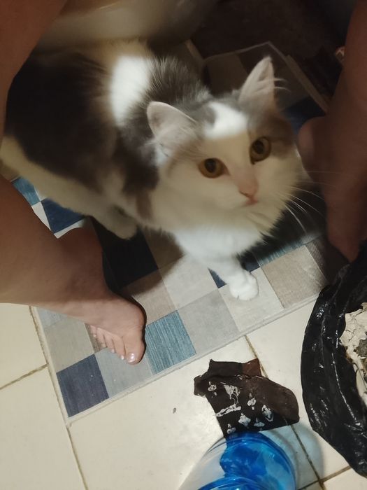 Отдаю в добрые руки кота