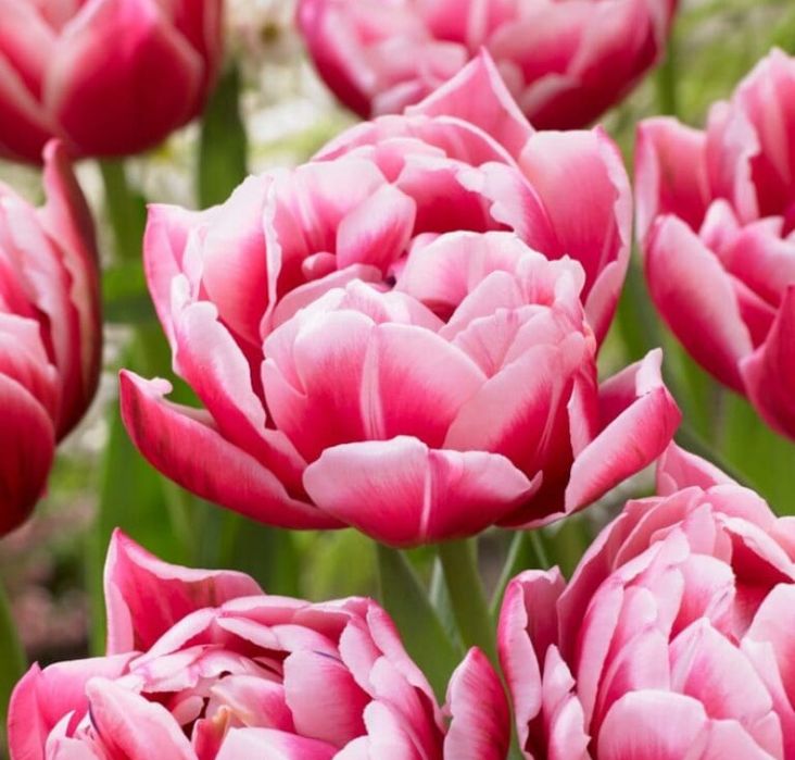 Тюльпаны с теплицы в Караганде. Крупные .