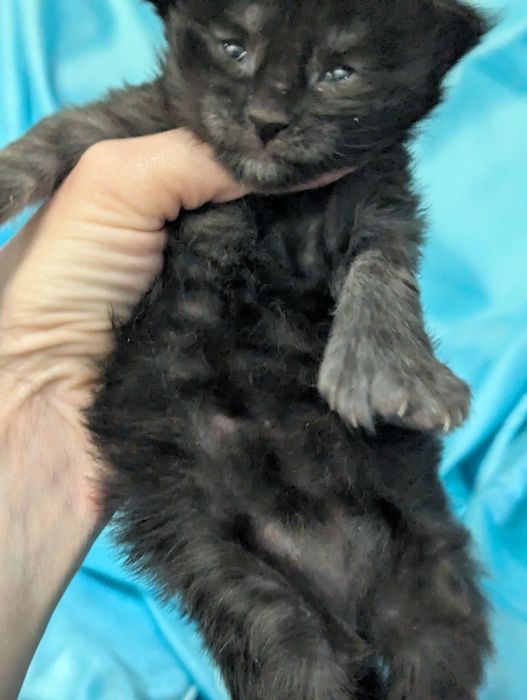 Мейн Кун Полидакт Бронь