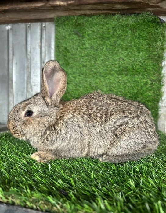 Продам месячных крольчат фландер