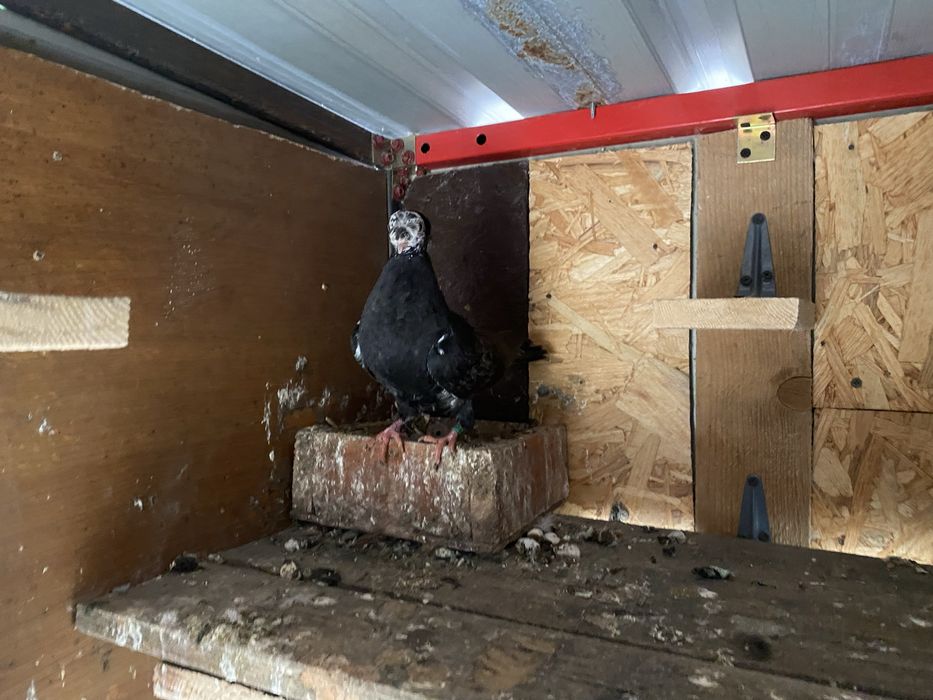 Jucator bimotat de ardeal