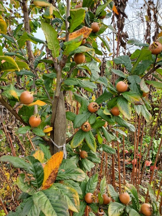 Mosmon anul 2 altoit in gutui