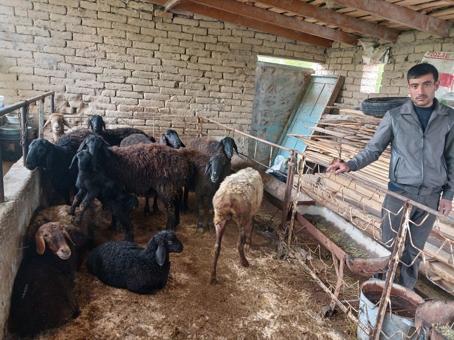 Samarqand MFY sotiladigan qo'ylar bor