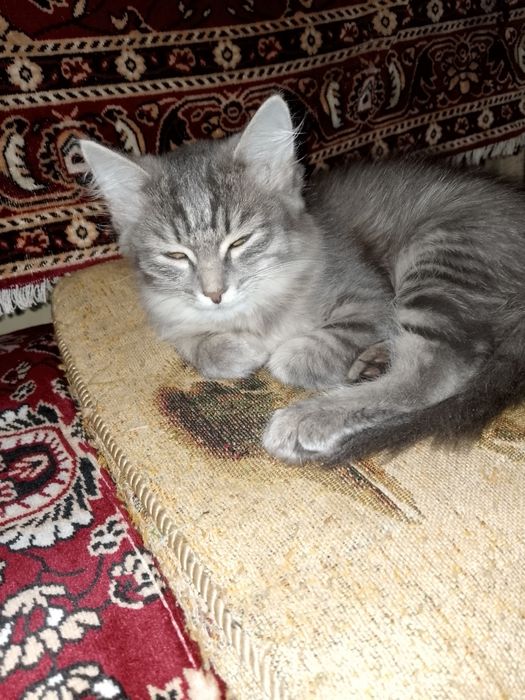 Отдам кошечку в добрые руки