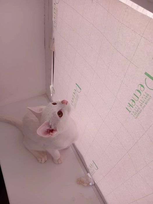 Отдам бесплатно котёнок