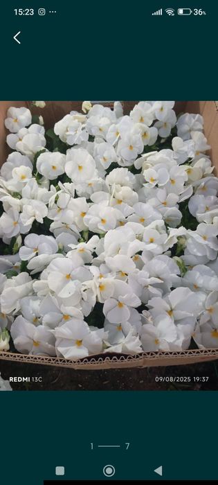 Виола сад  Viola gullar