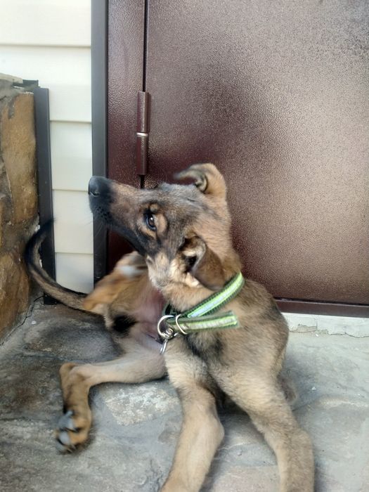 Продам бельгийскую овчарку