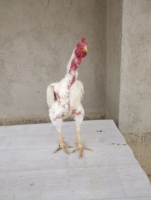 Продам китайца кровь отличный