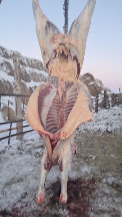 Продам 9 голов құнан 2 летки