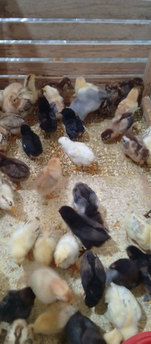 Хонаки товук жужалари сотувда