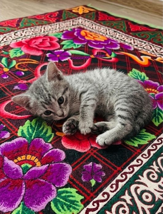 Бесплатно котята 3 мальчика