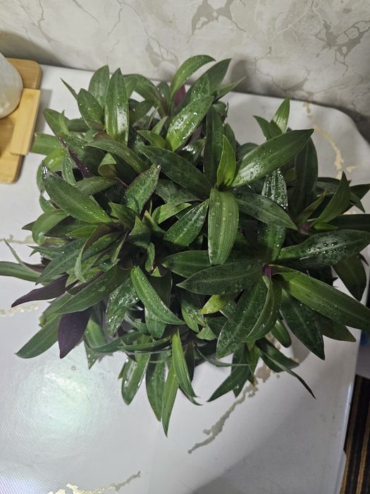 Продам традесканцию