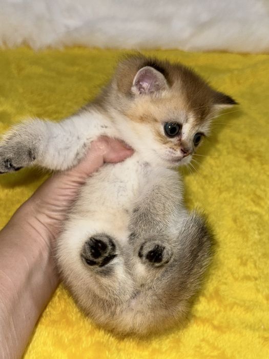 Котята Шиншиллы британци