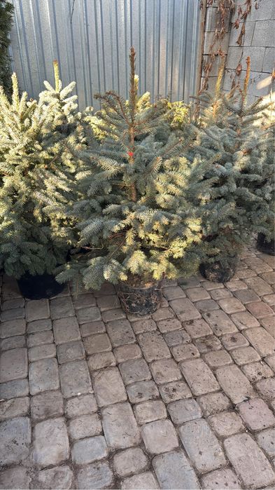 Голубая ель в горшке