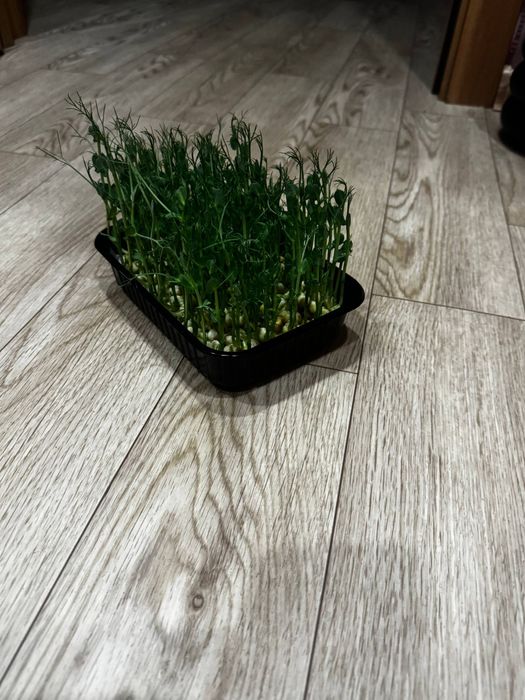 Микрозелень гороха. Готовые лотки. Высокая всхожесть.