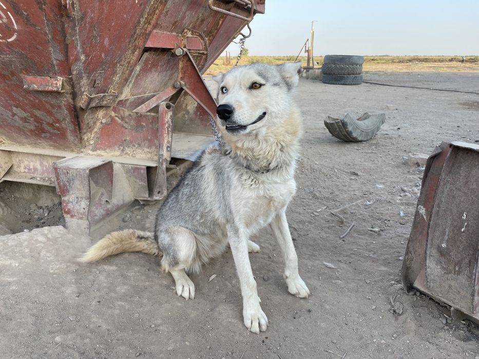 Хаске Еркек Үрғашы сатылады