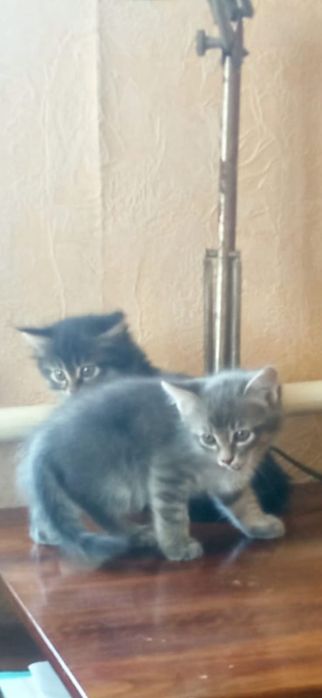 Котята  в добрые руки